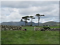 Three distinctive Scots Pines in fields north of Brackenagh West Road