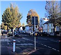 Elm Trees in Elm Grove