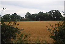 TQ7547 : Wheat field, Tilden Lane by N Chadwick
