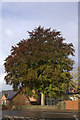 Copper Beech, Old Cross, Rattray