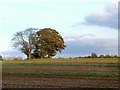 Clump of Trees Near Burcot