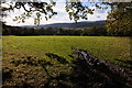 Field above Longhope