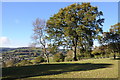 Trees above Longhope