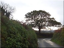 SX5178 : Tree on a bend in the minor road to Peter Tavy by David Smith