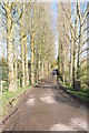  : Avenue of poplar trees by Philip Halling