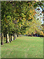 Trees at the Common