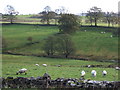 Grazing off the A69