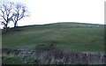 Grazing, Town Foot, Haltwhistle