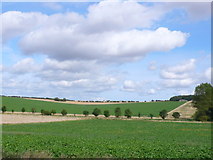 TF7335 : Fields near Hall Plantation by Nigel Mykura