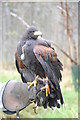 Harris Hawk Ruby