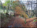 Path in Cwm Clydach