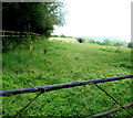 Field on the NW side of Brickyard Lane, Newport