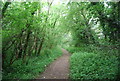 Trackway on the North Downs