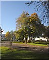 Trees at Torbay Hospital