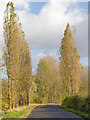 Poplars by the road side