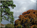 Autumn trees near Burland, Cheshire