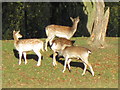 Deer in East Park, Hull