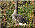 J4774 : Greylag goose, Kiltonga, Newtownards (4) by Albert Bridge