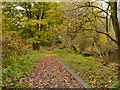 Woolley Bridge Copse