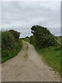 Windswept trees hedging the footpath up St Agnes Beacon