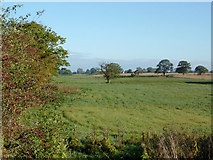 SJ6150 : Farmland north-west of Ravensmoor, Cheshire by Roger  D Kidd