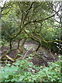 Creepy trees by the Porthtowan River