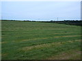 Hayfield east of Coosewartha Farm