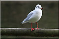 TA0389 : Black-headed gull, winter plumage by Pauline E