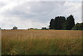 Pillbox on the corner of the wood