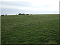 NZ4246 : Farmland near Kinley Hill by JThomas
