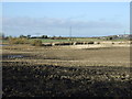 Farmland, Murton Moor Farm