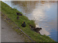 The moorhen family