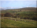 SD7199 : Sheep grazing, Murthwaite Rigg by Karl and Ali