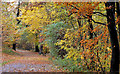 J3472 : Autumn path, Ormeau Park, Belfast (2012-2) by Albert Bridge