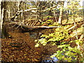 Fallen trees over Essenden Brook