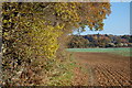 Footpath by Crowsheath Wood