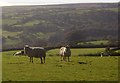 Sheep near Holne