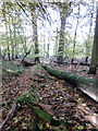 Fallen tree near the edge of Palmer