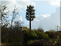 Bogus pine tree on the fringe of Lymm Golf Club