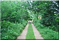 Bridleway to Hambledon Hurst