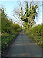 Ash trees and a country lane