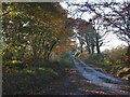 Road through Nichols Nymet Moor