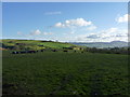 Beef cattle in a field south of Rhos Farm