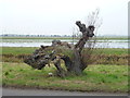 TL2798 : Ancient willow tree on Whittlesey Wash - The Nene Washes by Richard Humphrey