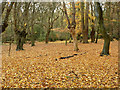 Autumn pollards, Epping Forest