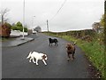 Dogs along Tullyneil Road