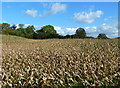 Field of maize near Saltersford Hall, Cheshire