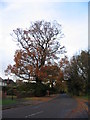 Oak, Canley Road