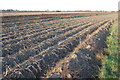 Harvested Crop Field on Romney Marsh