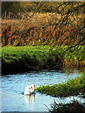 TG2105 : Swans on the River Yare by Keswick Mill by Evelyn Simak